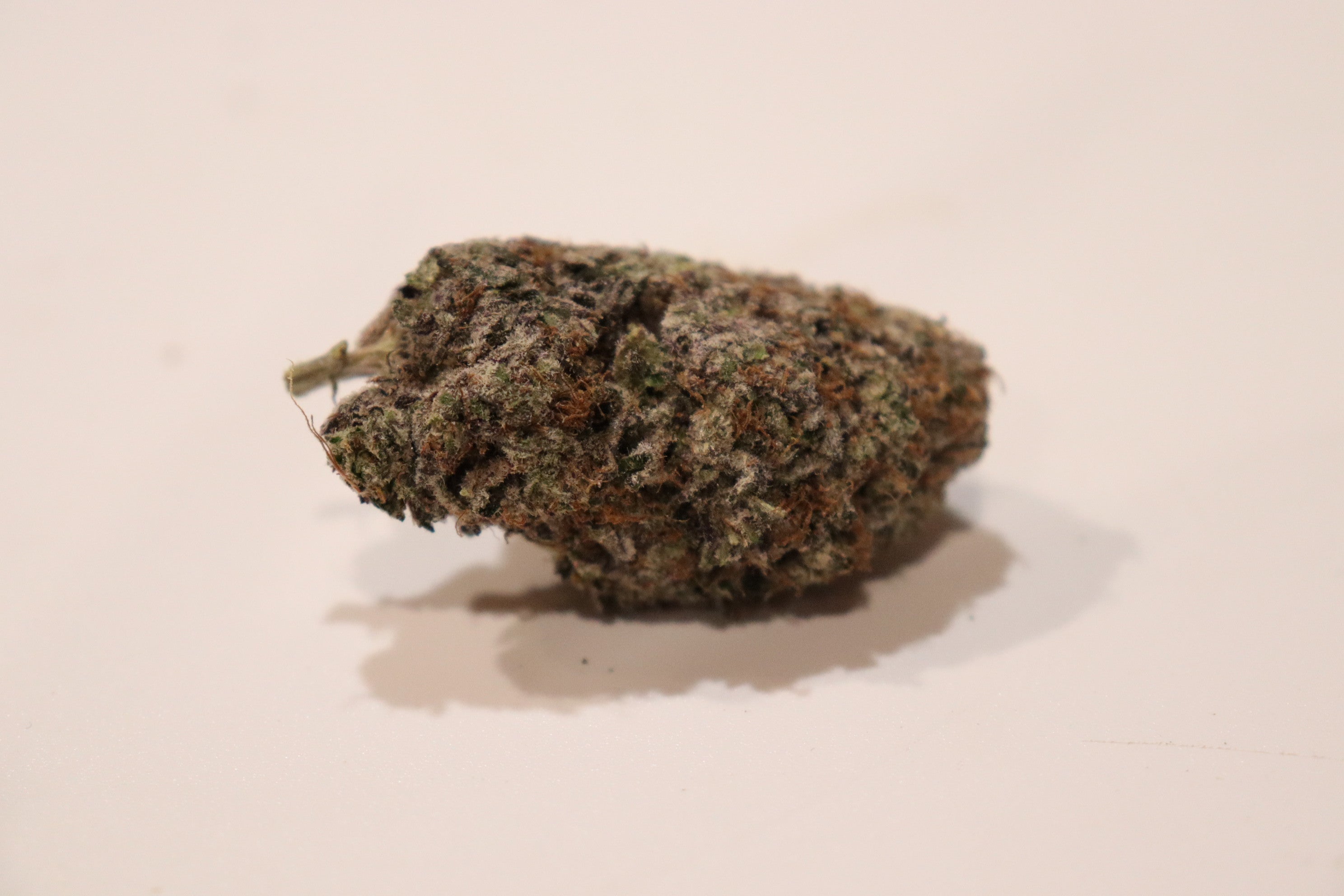 Frosted Dragon- hybrid