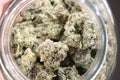 Grape Lemonade -sativa