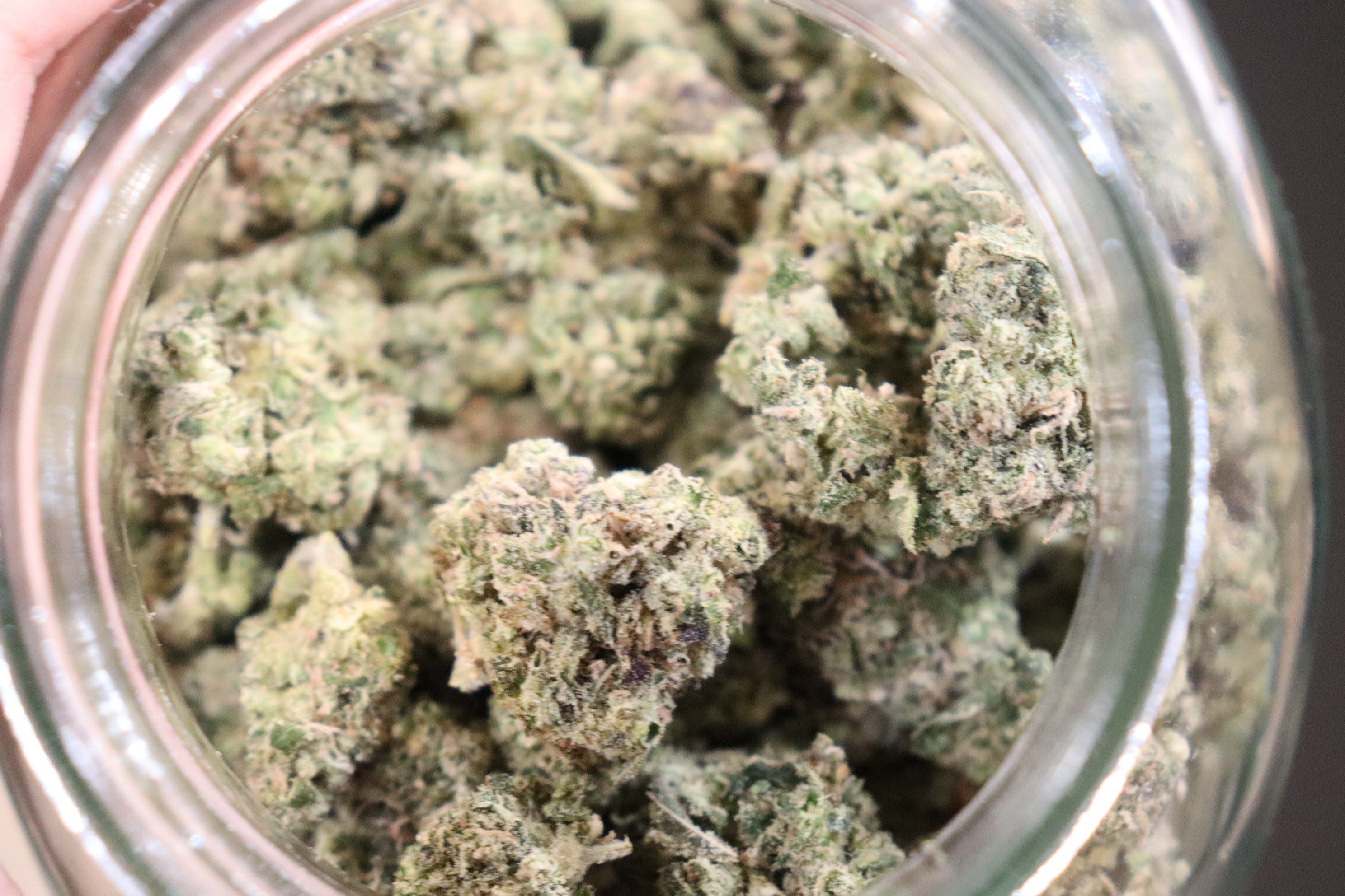 Grape Lemonade -sativa