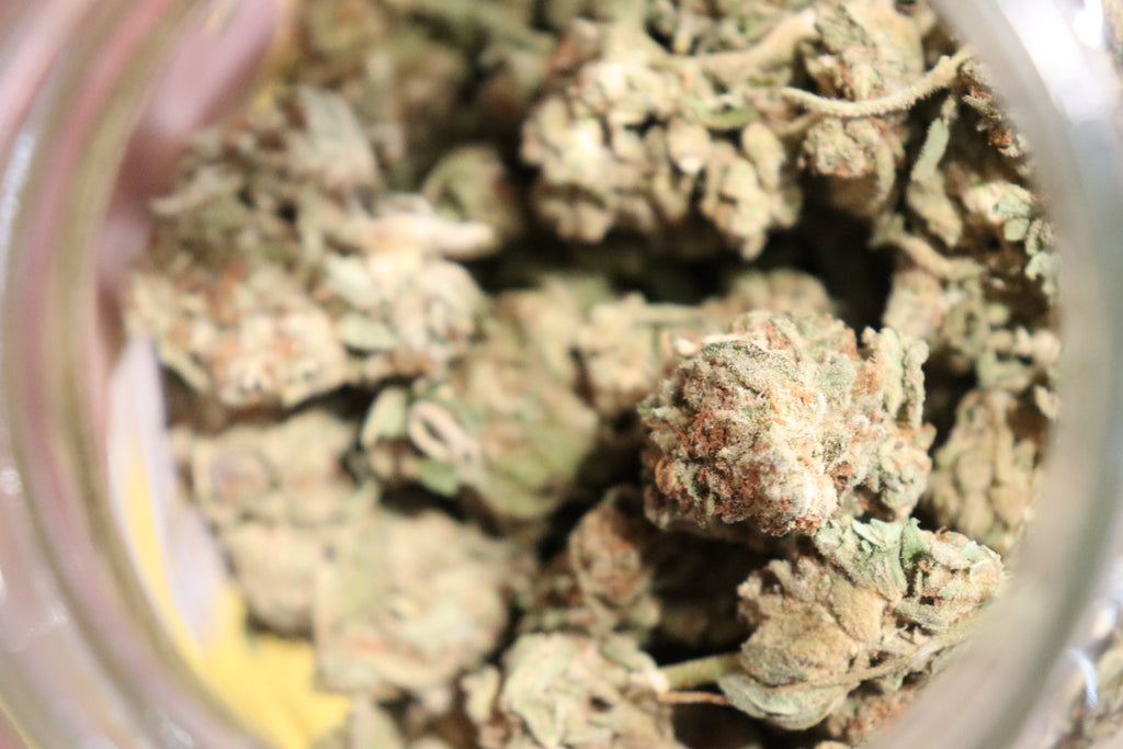 Jack Frost -sativa