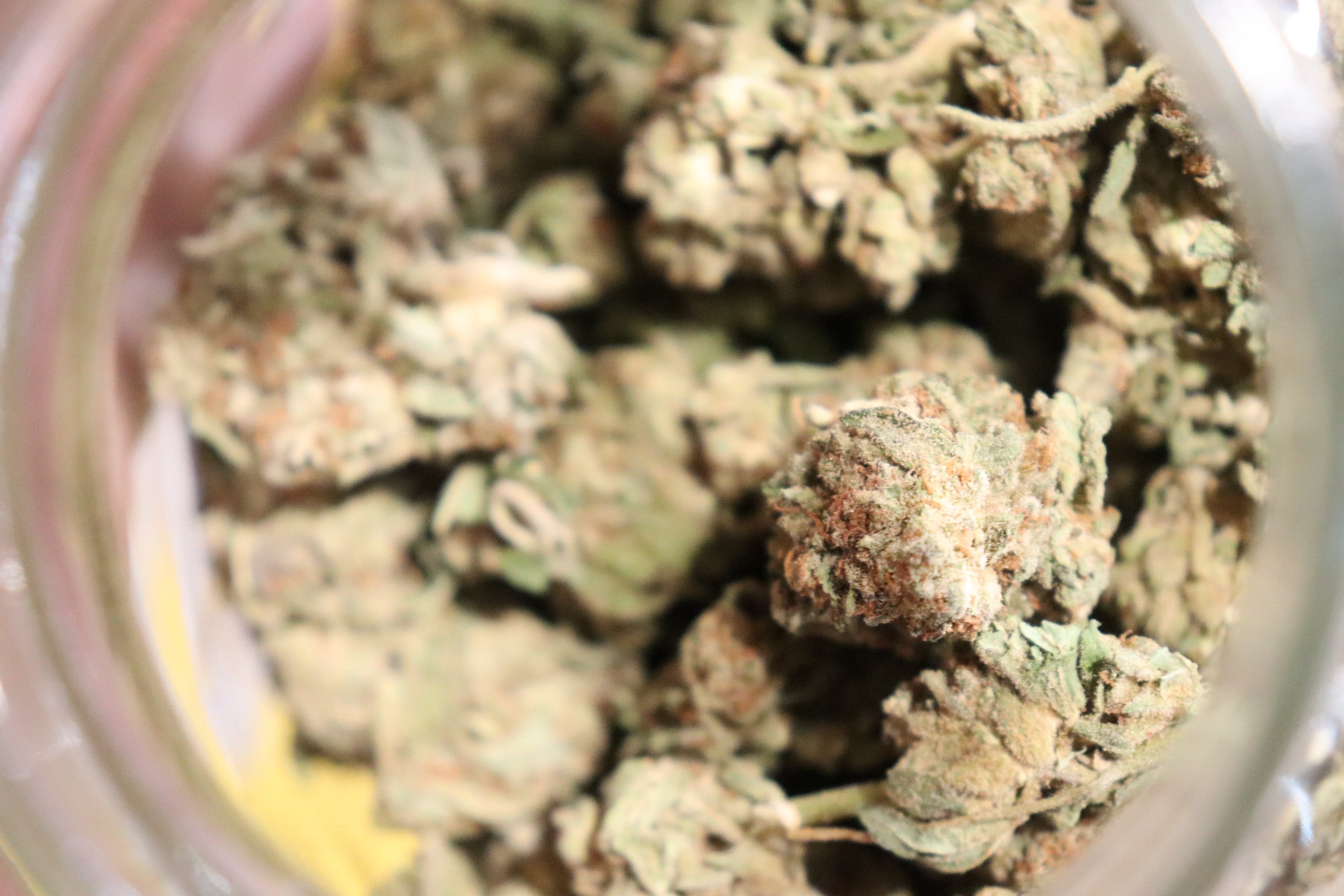 Jack Frost -sativa
